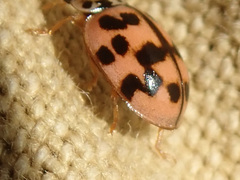 Oenopia conglobata