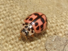 Oenopia conglobata