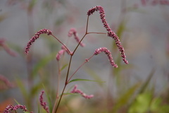 Persicaria extremiorientalis