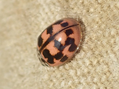Oenopia conglobata