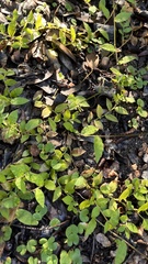 Oplismenus hirtellus