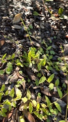 Oplismenus hirtellus