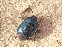 Canthophorus melanopterus