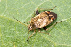 Polymerus
