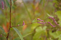 Persicaria extremiorientalis