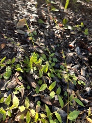 Oplismenus hirtellus