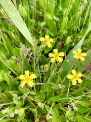 Villarsia capensis