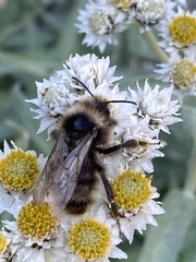 Bombus occidentalis