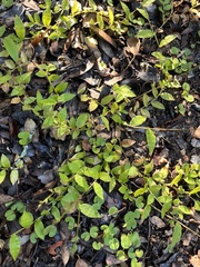 Oplismenus hirtellus