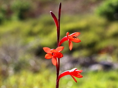 Watsonia stenosiphon