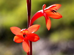 Watsonia stenosiphon