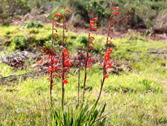 Watsonia stenosiphon
