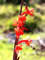 Watsonia stenosiphon
