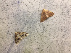 Erannis defoliaria
