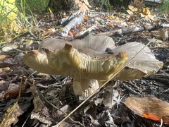 Tricholoma caligatum