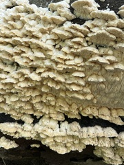 Irpiciporus