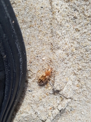 Eurynebria complanata