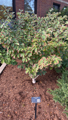 Hamamelis