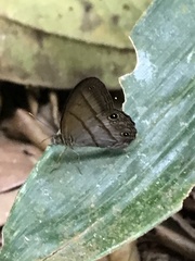 Euptychiina