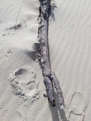 Eurynebria complanata