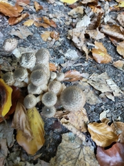 Agaricales
