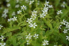Stellaria aquatica