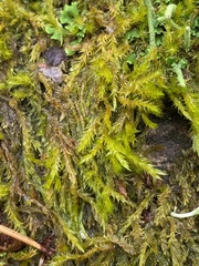 Calliergonella cuspidata