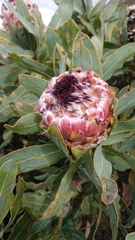 Protea magnifica