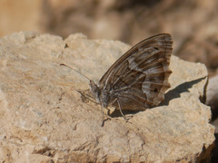 Hipparchia fidia