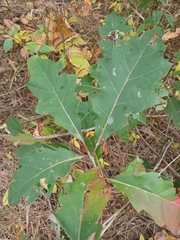 Quercus rubra
