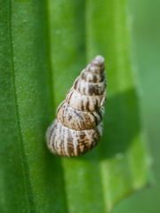 Cochlicella acuta