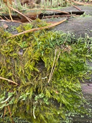 Calliergonella cuspidata