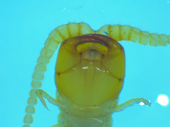 Scolopocryptops melanostoma