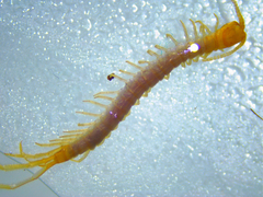 Scolopocryptops melanostoma
