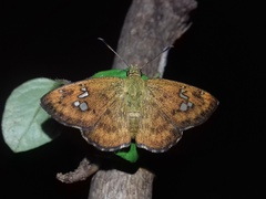 Pseudocoladenia dan