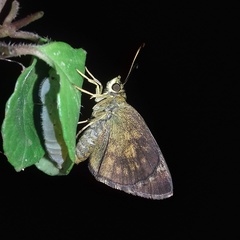 Pseudocoladenia dan