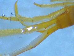 Scolopocryptops melanostoma