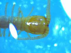 Scolopocryptops melanostoma