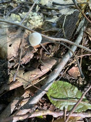 Mycena subcaerulea