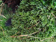 Amblystegium serpens