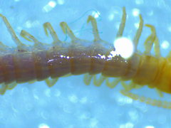 Scolopocryptops melanostoma