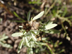 Gnaphalium uliginosum