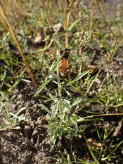 Gnaphalium uliginosum