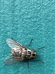 Graphomya maculata