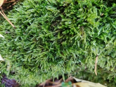 Amblystegium serpens