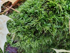 Amblystegium serpens