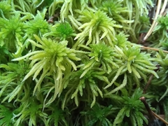 Sphagnum girgensohnii