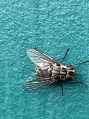 Graphomya maculata