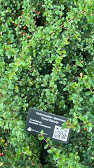 Cotoneaster dammeri