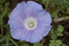 Ipomoea lindheimeri